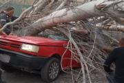 Tragedia: una mujer murió aplastada por un árbol derribado por el viento