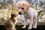 Adopción de mascotas en San Francisco: requisitos, costos y beneficios que nadie te explica,scñ