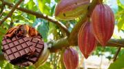 Por qué el cacao es la planta sanadora perfecta contra el cansancio, la mala memoria y el estrés