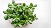 Por qué la primavera es el mejor momento para reproducir el árbol de jade