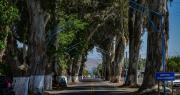 Video: el túnel verde que enorgullece a los albardoneros