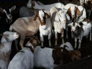 Rescatan más de 450 animales en condiciones espantosas: vivían hacinados entre el hedor y sus heces