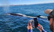 Diseñan guías para minimizar el impacto del turismo sobre la ballena sei