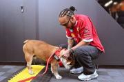 Este es el estado de salud de Roscoe: Lewis Hamilton pide oraciones por su bulldog