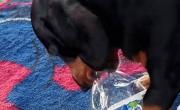 El salchicha que es récord destapando botellas plásticas