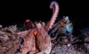 Cada tentáculo del pulpo cumple misiones específicas