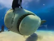 Video POV: un tiburón se tragó una cámara y grabó imágenes inéditas
