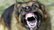Rabia en Argentina: la importancia de vacunar perros y gatos ante el aumento de mordeduras