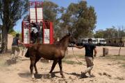 La Policía de la Provincia refuerza su cuerpo montado con una nueva tropilla de caballos