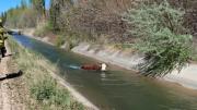 Insólito en Vista Alegre: la vaca Lola cayó al canal de riego y fue rescatada con sogas