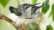La planta que atrae colibríes, es fácil de mantener y otorga miles de beneficios para la salud