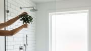 Colocar una rama de eucalipto en el baño de casa: por qué recomiendan hacerlo