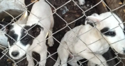 Confirmaron que los casos de maltrato animal en San Juan se duplicaron en un año: las zonas rojas y los hechos más conflictivos