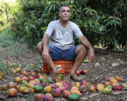 Israel: Los productores de mango dejan que la fruta se pudra mientras colapsan las exportaciones