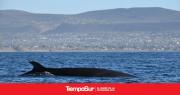 Santa Cruz busca proteger a la Ballena Sei