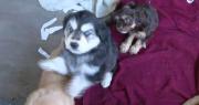 Rescatan a más de 100 perros de un criadero ilegal de animales