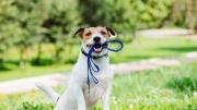La sorprendente habilidad de los perros: pueden clasificar objetos nuevos por su función