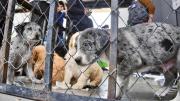 Rescatan a 55 cachorros en depósito clandestino en el mercado La Pampa