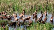 El único país que pone a trabajar miles de patos en sus campos: eleva la calidad de manera sorpréndete