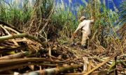 Preocupación en Argentina por el uso ilegal de tierras para producir caña que sería contrabandeada a Bolivia