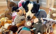 Un estudio reveló un dato sobre el comportamiento de los perros que nadie tenía en cuenta