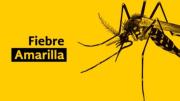 Preocupa el riesgo de reingreso de la fiebre amarilla