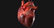 Cómo proteger tu corazón y aumentar la longevidad a cualquier edad