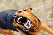 Brutal ataque: un hombre mayor fue mordido por un perro y golpeado con una cadena por su dueño