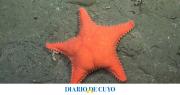 La expedición del CONICET que descubrió “la estrella culona” se traslada a Río Negro y Chubut: cuándo será la próxima exploración