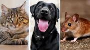 Test de personalidad: elige uno de los animales y descubre como relacionas con tu entorno