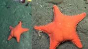 El streaming del Conicet en la Patagonia: ¿Desde cuándo estarán en el mar de Río Negro y Chubut?