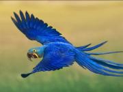 Nació un guacamayo azul de Brasil, extinto en estado salvaje hace 25 años