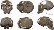 Hallan un cráneo milenario en China que abre incógnitas sobre la cronología de la evolución humana