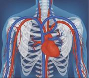 Limpia tus arterias con esta infusión natural rica en propiedades antioxidantes: la preparas muy rápido y a bajo costo