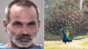 El perturbador motivo que llevó a hombre de Florida a quitarle la vida a sus propios pavorreales
