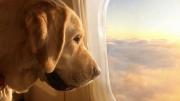 Impuesto a los perros turistas: una ciudad de Italia aplicará una tarifa a quienes viajen con su mascota
