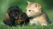 ¿El fin de los extravíos? Baruta lanza la cédula QR gratis para tu mascota: tres pasos para registrarla