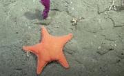 Comienza el nuevo streaming del CONICET: dónde ver y a qué hora es la exploración de enigmáticos cañones submarinos