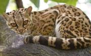 Tiene 19 años y vive en la selva misionera: la ocelote más vieja del mundo es argentina