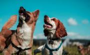Los perros ya no hacen caca blanca y se supo el verdadero motivo: qué cambió