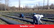 Proyección y futuro: Comenzó la 3° temporada de frutillas peritenses