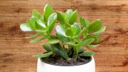Cómo fertilizar tu árbol de jade en primavera
