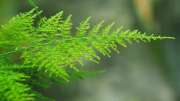 La planta trepadora que es ideal para decorar un jardín y se convierte en una cascada verde