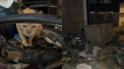 San Cristóbal: acumuladora murió hace 12 días y en su casa quedaron 25 gatos abandonados