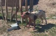 Un pitbull mató a otro perro en Centenario: la dueña dijo que se le escapó y los vecinos denuncian que ya ha asesinado a otros