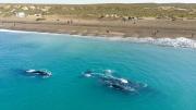 Naturaleza en su máximo esplendor: el encantador destino de Argentina para admirar ballenas y pingüinos