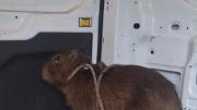 Rescataron a un carpincho que deambulaba en pleno centro de Solano