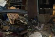 Una acumuladora murió hace 12 días y en su casa quedaron 25 gatos abandonados