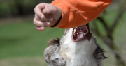 Un perro atacó a un nene de 3 años que jugaba en la vereda en Campo Afuera