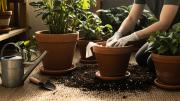 Por qué se recomienda colocar papel higiénico en la tierra de las plantas
